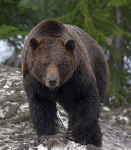 Ours brun