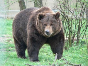 Ours brun