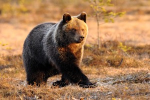 Ours brun