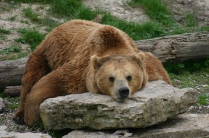 Ours brun