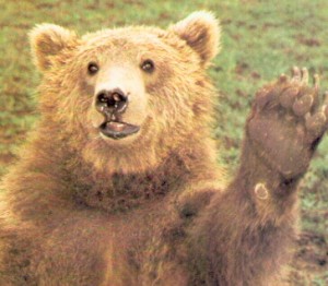 Ours brun