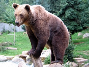 Ours brun