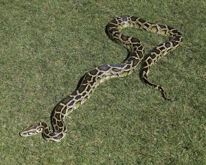 Python birman