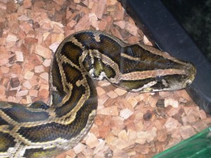 Python birman