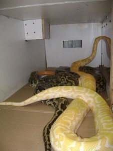 Python birman