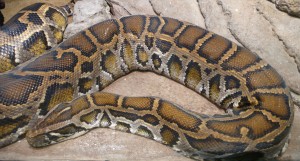 Python birman