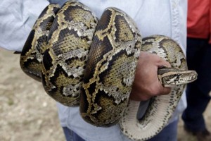 Python birman