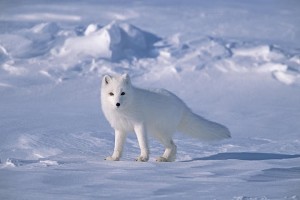Renard polaire