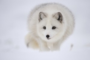 Renard polaire