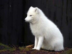 Renard polaire