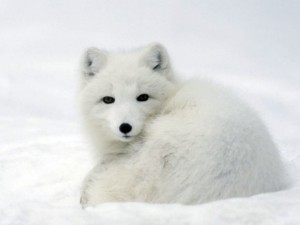 Renard polaire