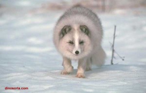Renard polaire