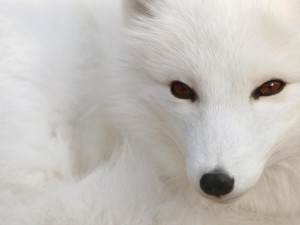 Renard polaire