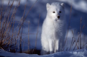 Renard polaire