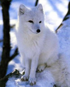Renard polaire