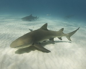 Requin-citron