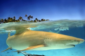 Requin-citron