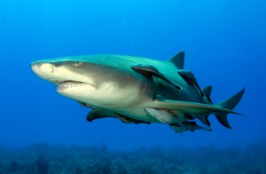 Requin-citron