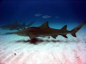 Requin-citron