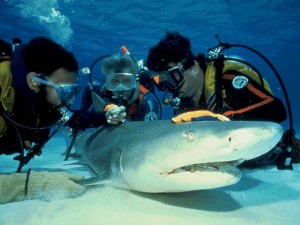 Requin-citron