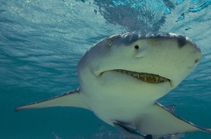 Requin-citron