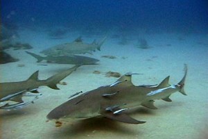 Requin-citron