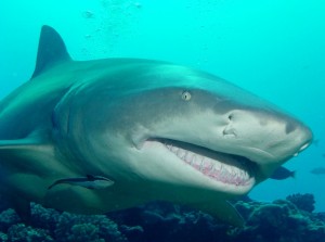 Requin-citron