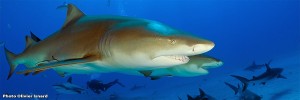 Requin-citron