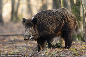 Sanglier