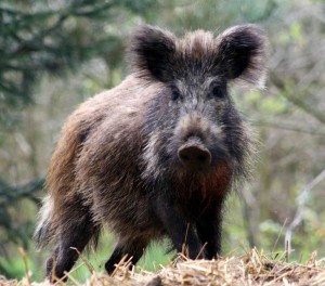 Sanglier