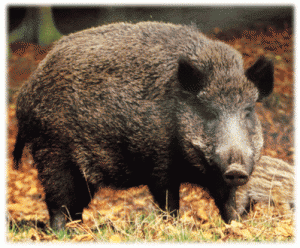 Sanglier