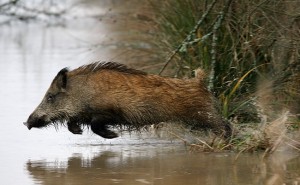 Sanglier