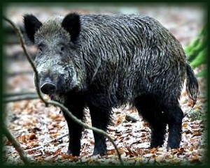 Sanglier