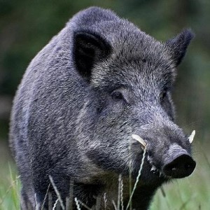 Sanglier