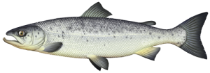 Saumon atlantique