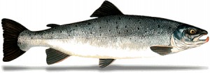Saumon atlantique