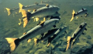 Saumon atlantique
