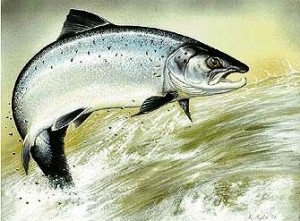 Saumon atlantique