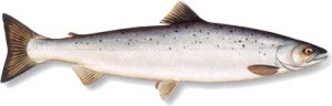 Saumon atlantique