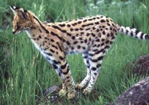 Serval
