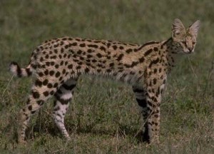 Serval