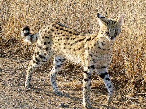 Serval