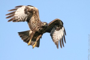 Buse variable