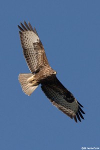 Buse variable