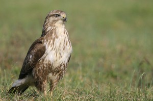 Buse variable