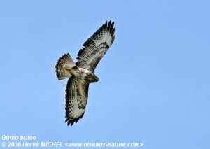 Buse variable