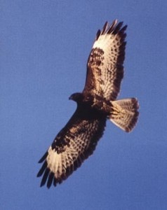 Buse variable