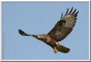 Buse variable