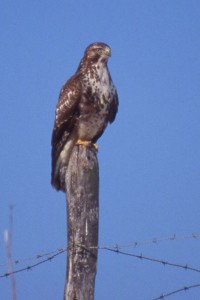 Buse variable