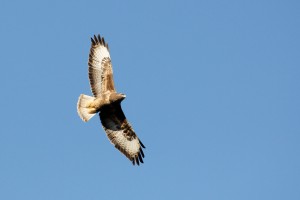 Buse variable
